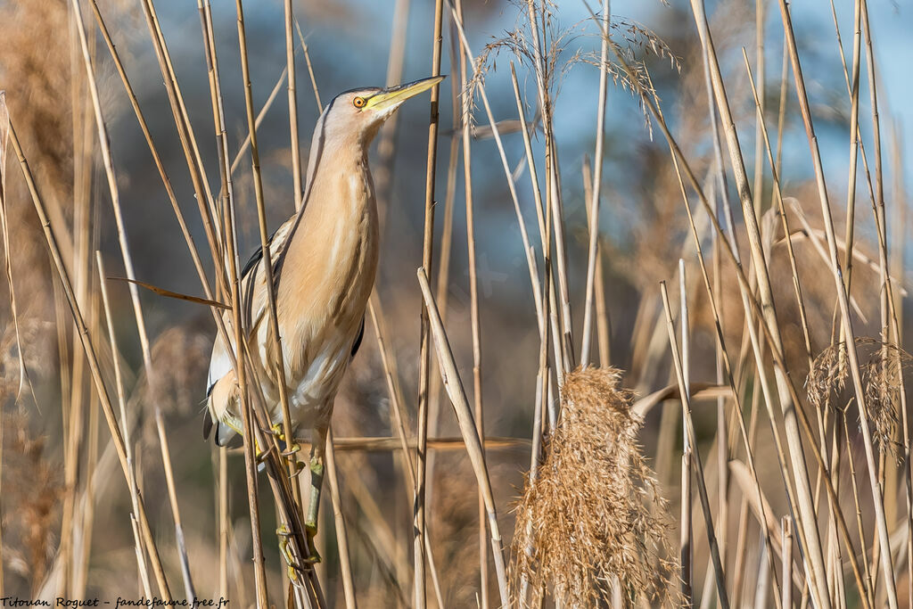 Little Bittern