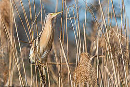 Little Bittern