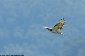 European Honey Buzzard