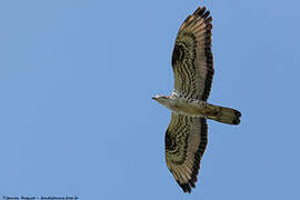 European Honey Buzzard