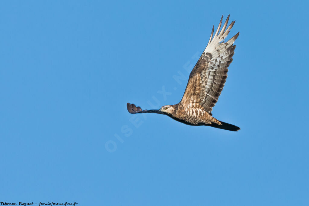 European Honey Buzzard