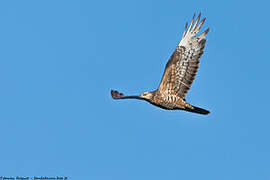 European Honey Buzzard