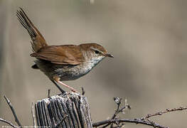 Cetti's Warbler