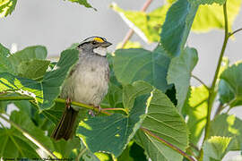 White-throated Sparrow