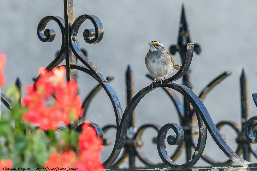 White-throated Sparrow