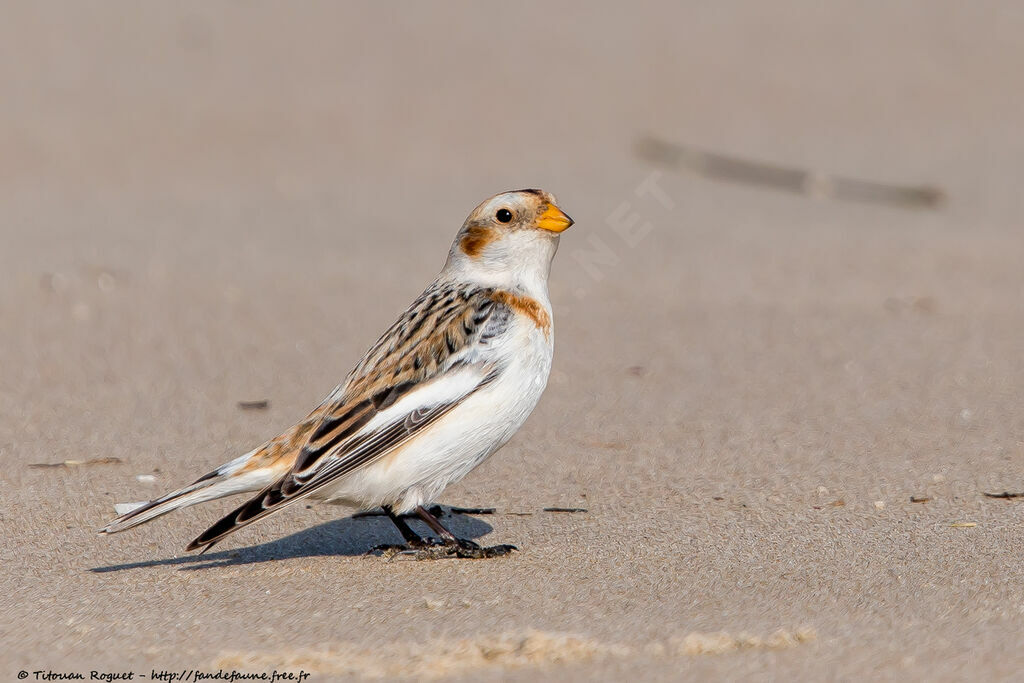 Snow Bunting male adult post breeding, identification