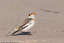 Snow Bunting