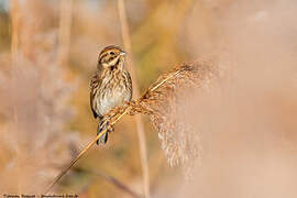 Bruant des roseaux