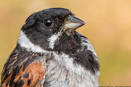 Common Reed Bunting