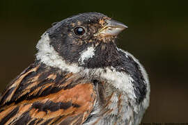 Common Reed Bunting