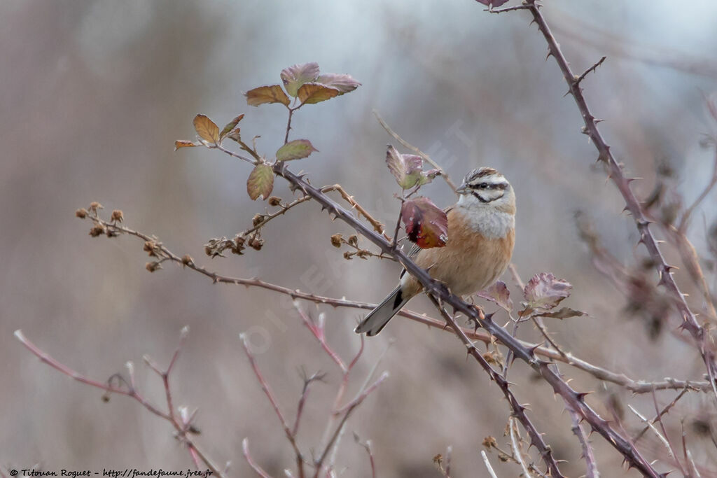 Rock Bunting, identification