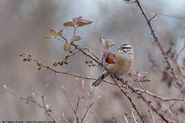 Rock Bunting