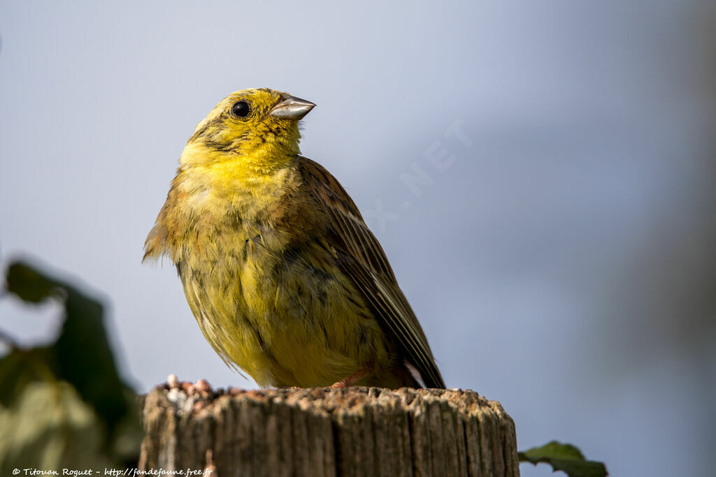 Bruant jaune mâle adulte nuptial, identification