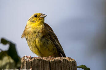 Bruant jaune