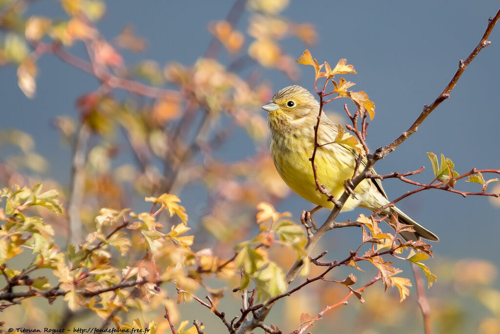 Yellowhammer, identification