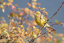 Bruant jaune