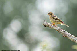 Yellowhammer