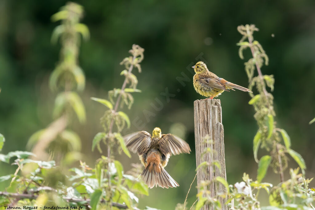 Yellowhammer