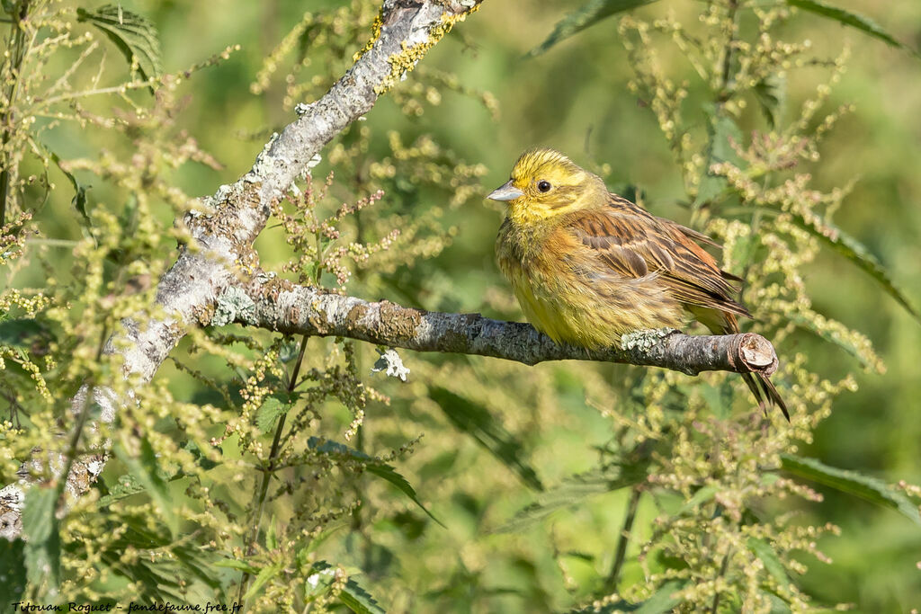 Bruant jaune