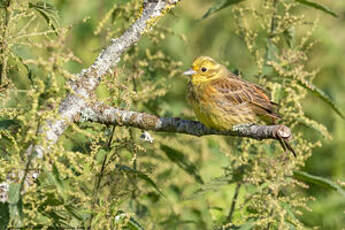 Bruant jaune