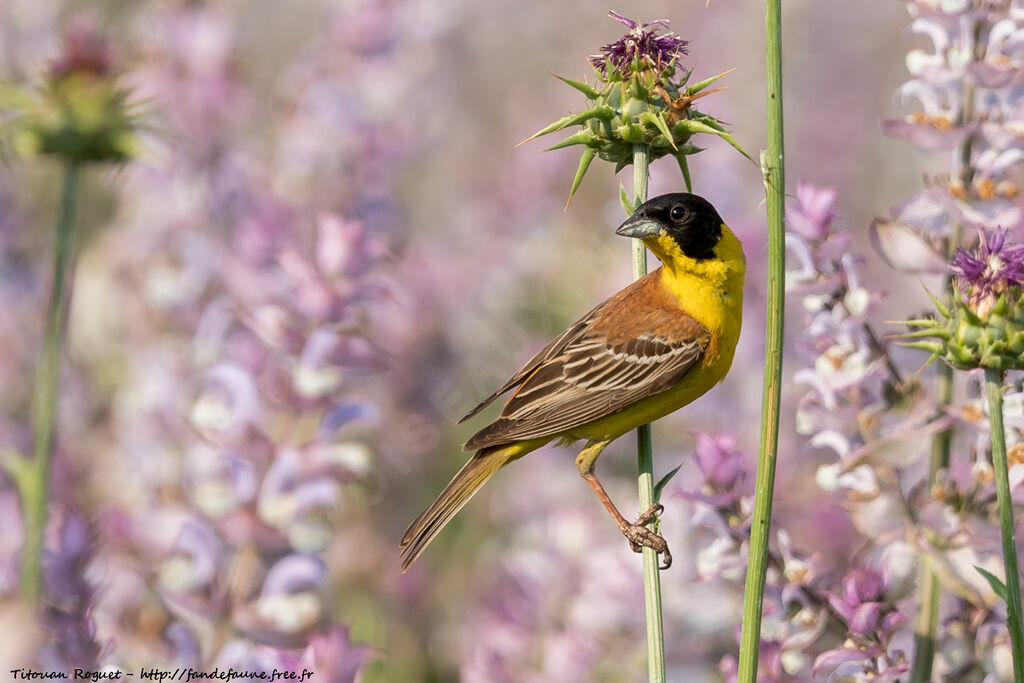 Black-headed Bunting