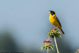 Black-headed Bunting