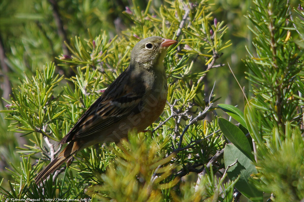 Ortolan Bunting male adult breeding, identification