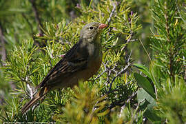 Ortolan Bunting