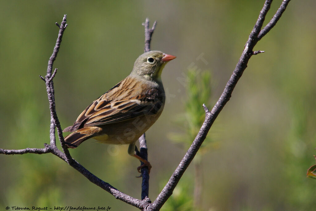 Ortolan Bunting male adult breeding