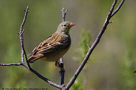 Ortolan Bunting