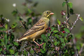 Ortolan Bunting