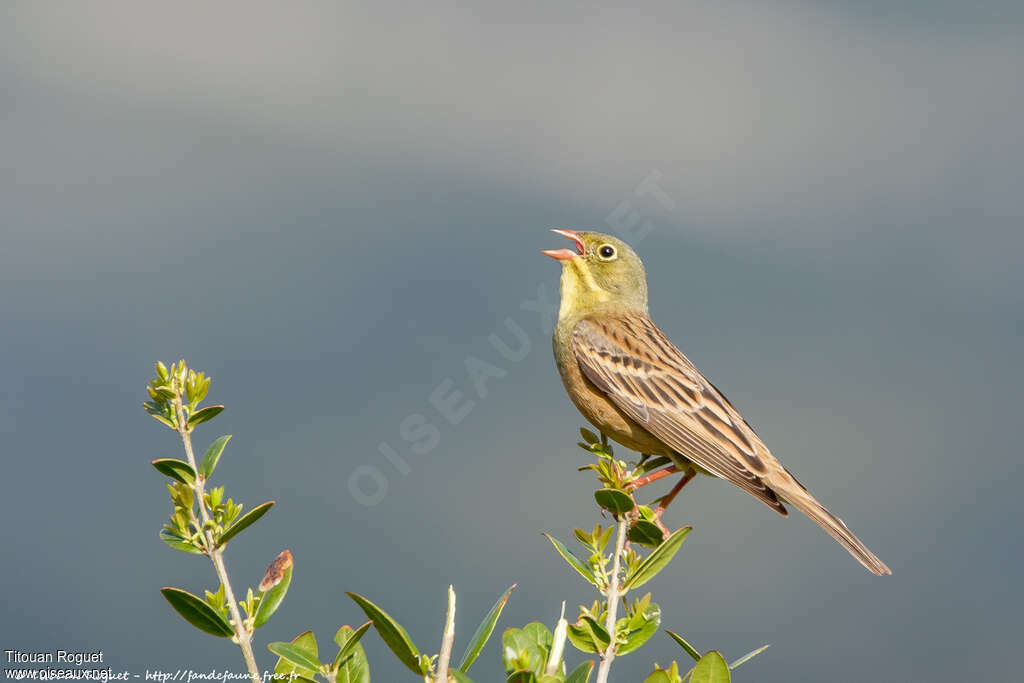 Ortolan Bunting male adult breeding, pigmentation, song