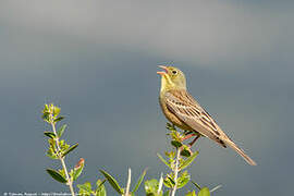 Ortolan Bunting