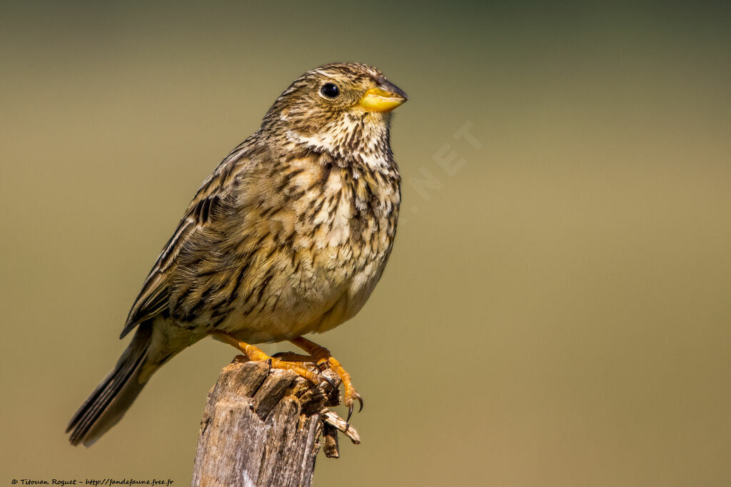 Corn Bunting, identification