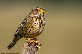 Corn Bunting