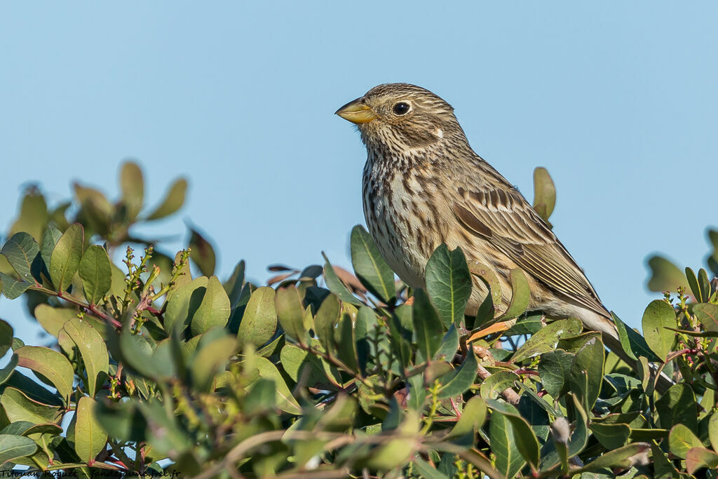 Corn Bunting