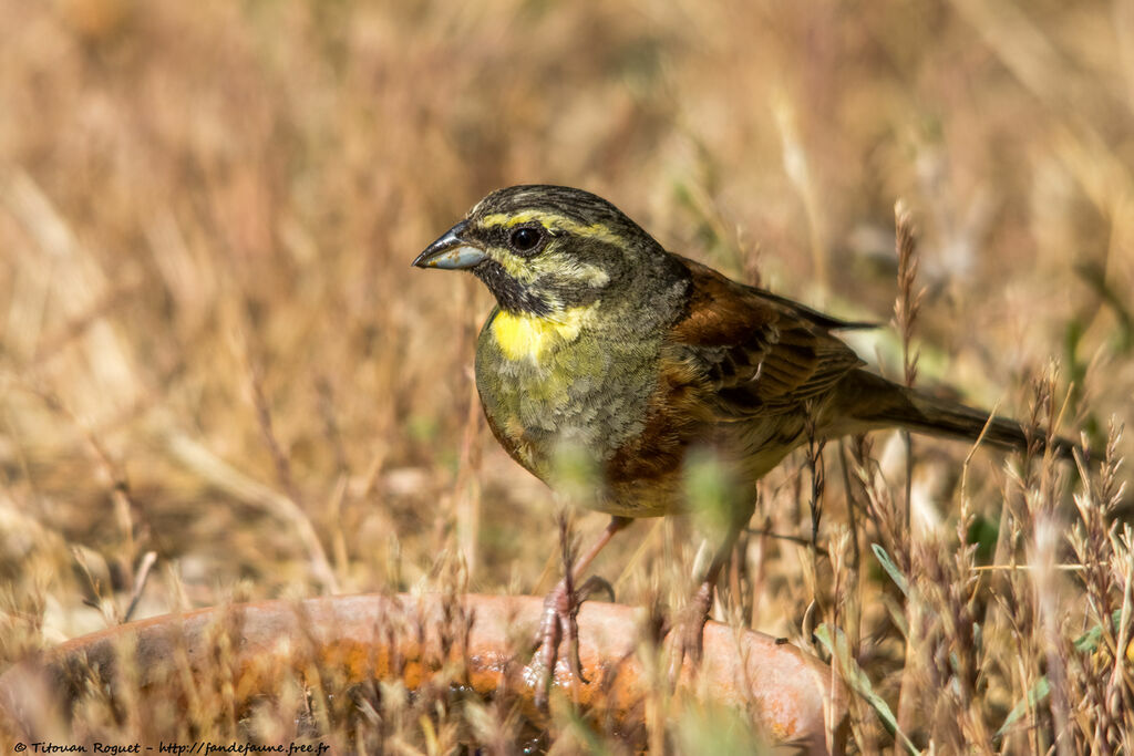 Cirl Bunting male adult, identification, drinks