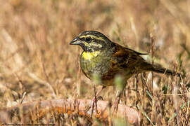 Cirl Bunting