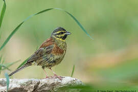 Cirl Bunting