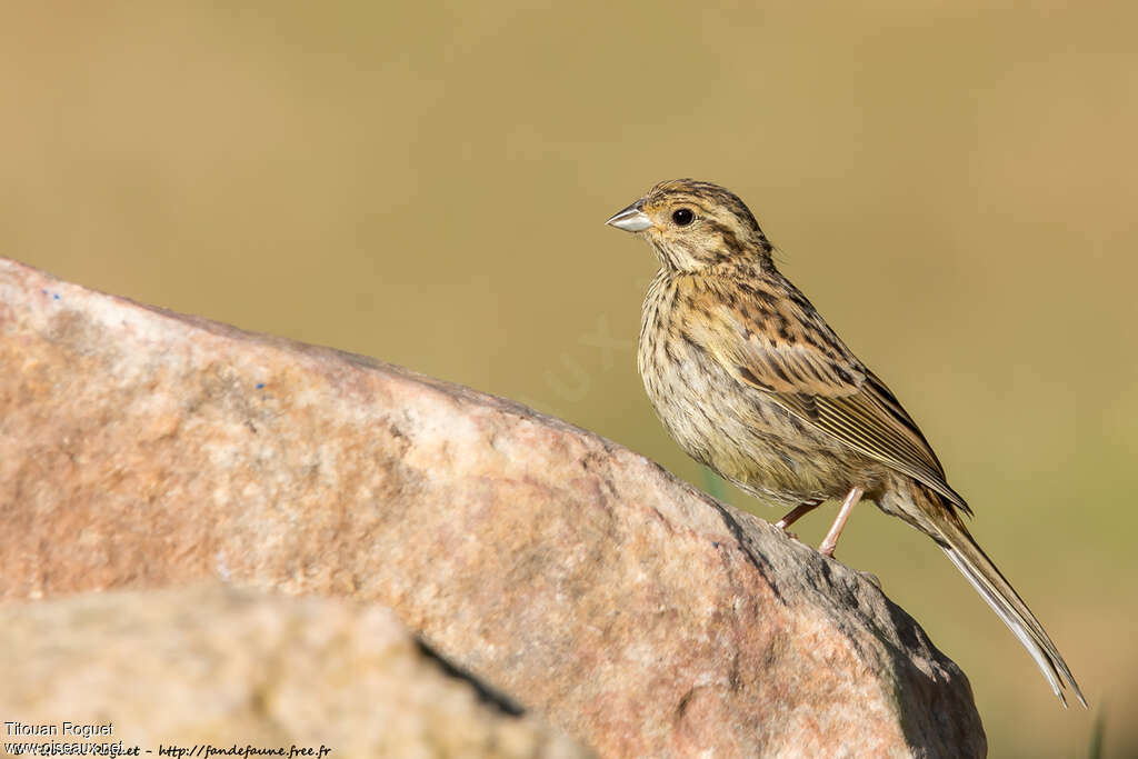 Cirl Buntingjuvenile, identification