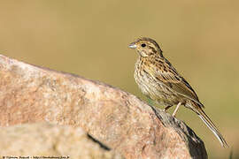 Cirl Bunting