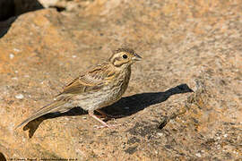 Cirl Bunting