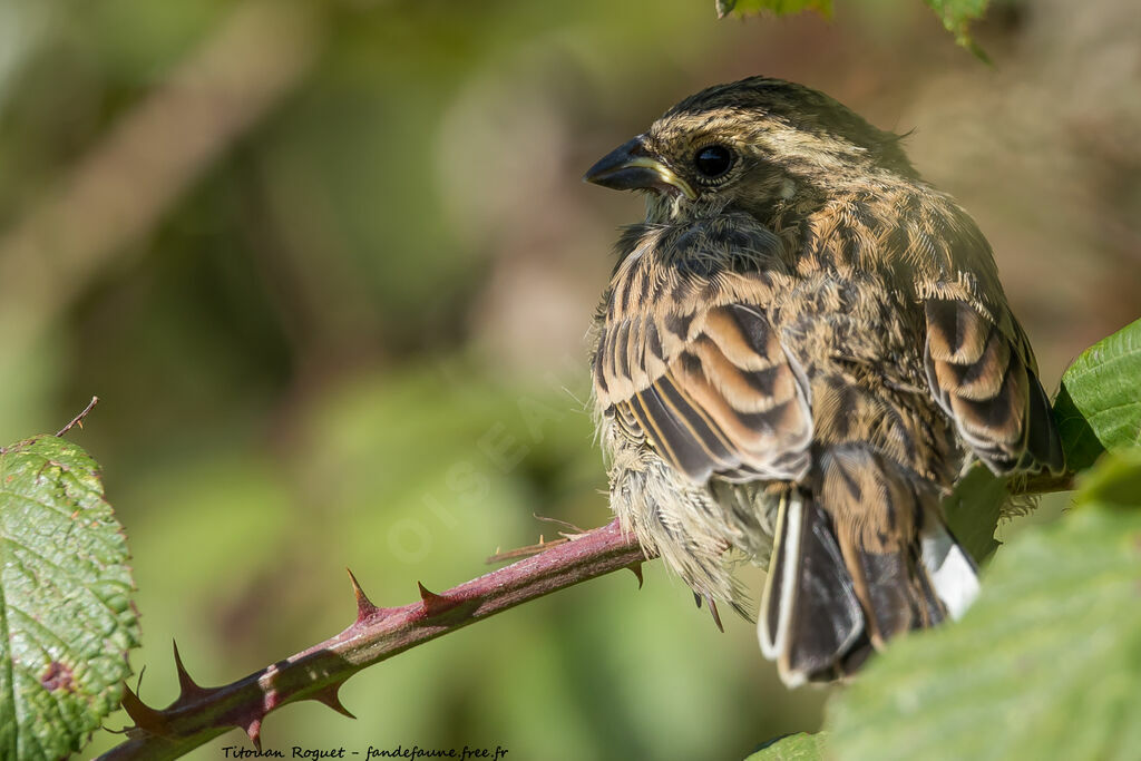 Cirl Bunting