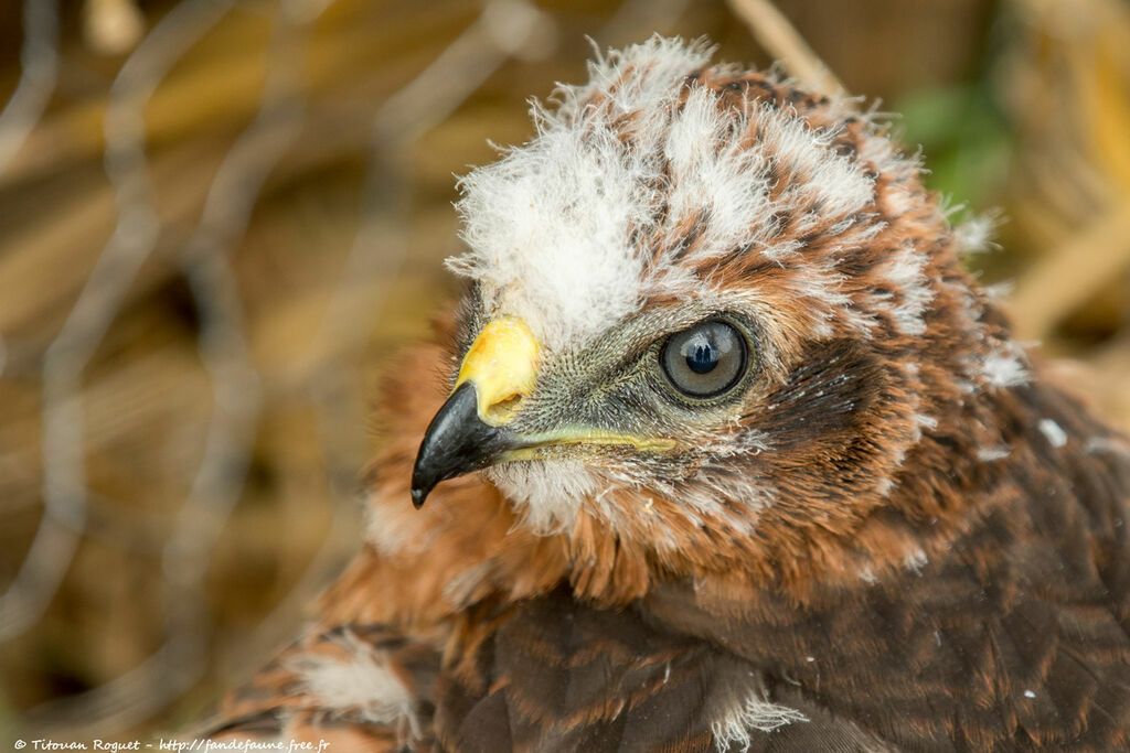 Montagu's HarrierPoussin, identification, close-up portrait