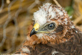 Montagu's Harrier