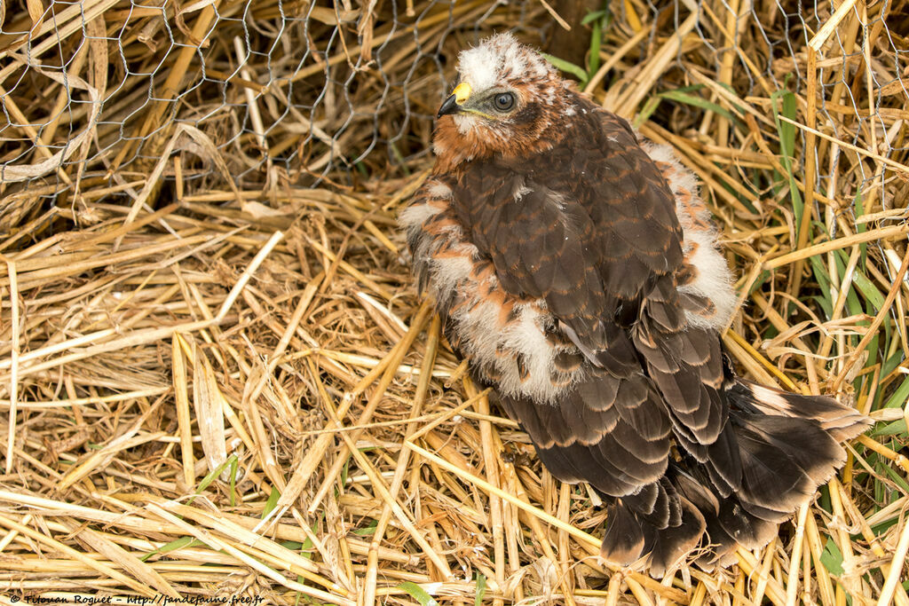 Montagu's Harrier, identification