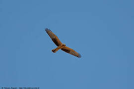 Montagu's Harrier