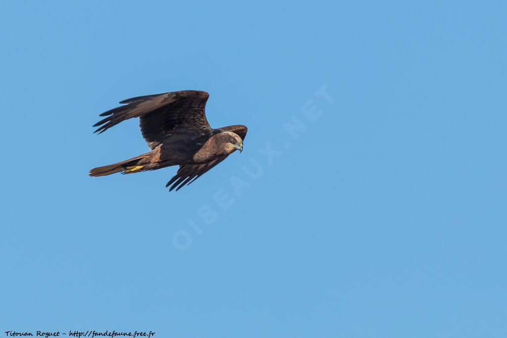 Western Marsh Harrier