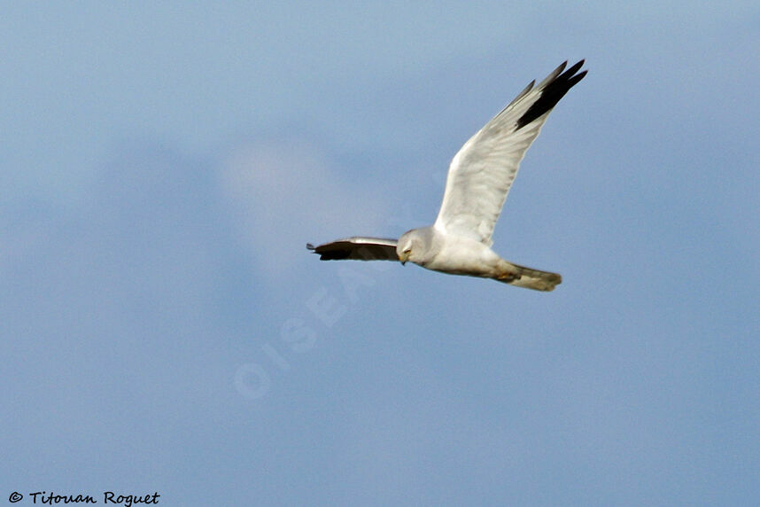 Pallid Harrier male, Flight