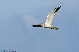 Pallid Harrier